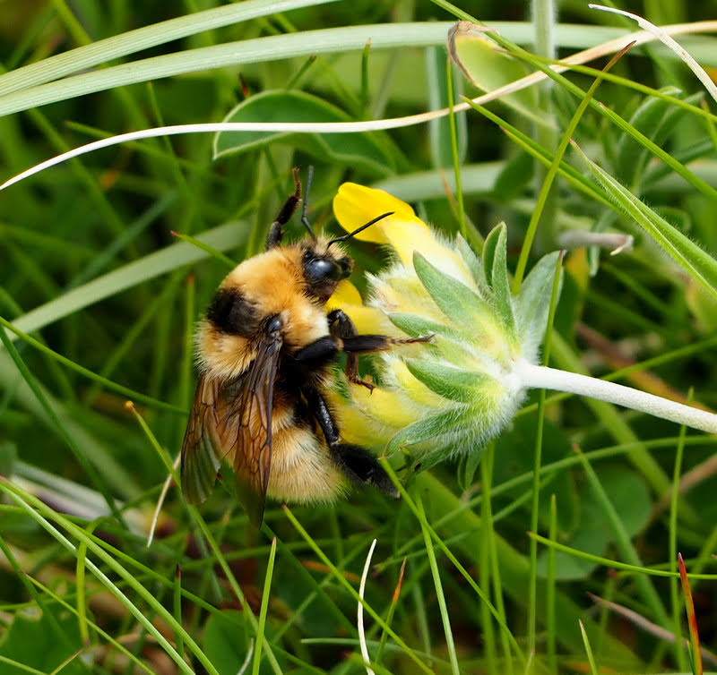Bumblebee pollinating a flower