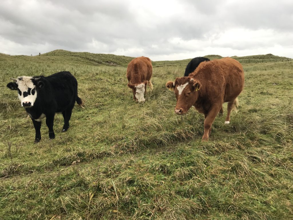 Cattle on Fixed Dune